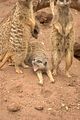 leipzig zoo-01_07_2011_zoo_allgemein_257